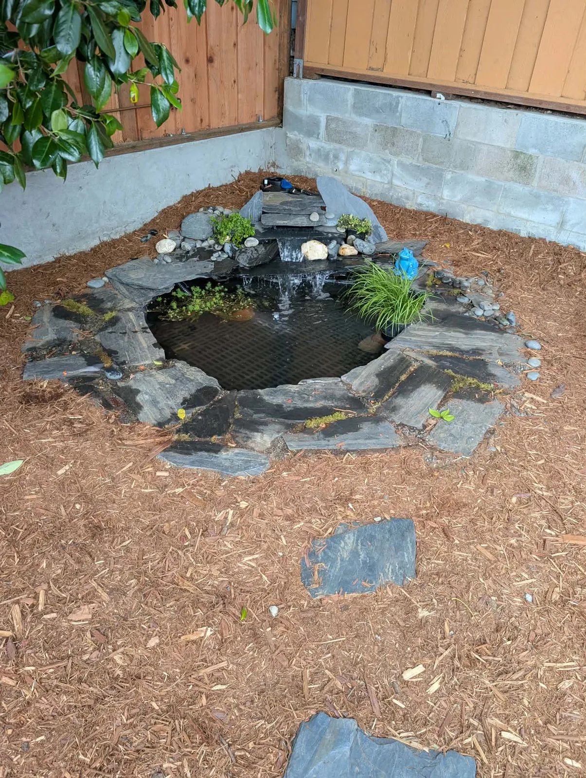 The finished pond in a shaded backyard corner: clear water with the safety grate visible below the surface, dry-set slate coping around the rim, a low stacked-slate waterfall running in the corner, sweet flag and parrot's feather planted at the margins, fresh bark mulch out to the retaining walls.
