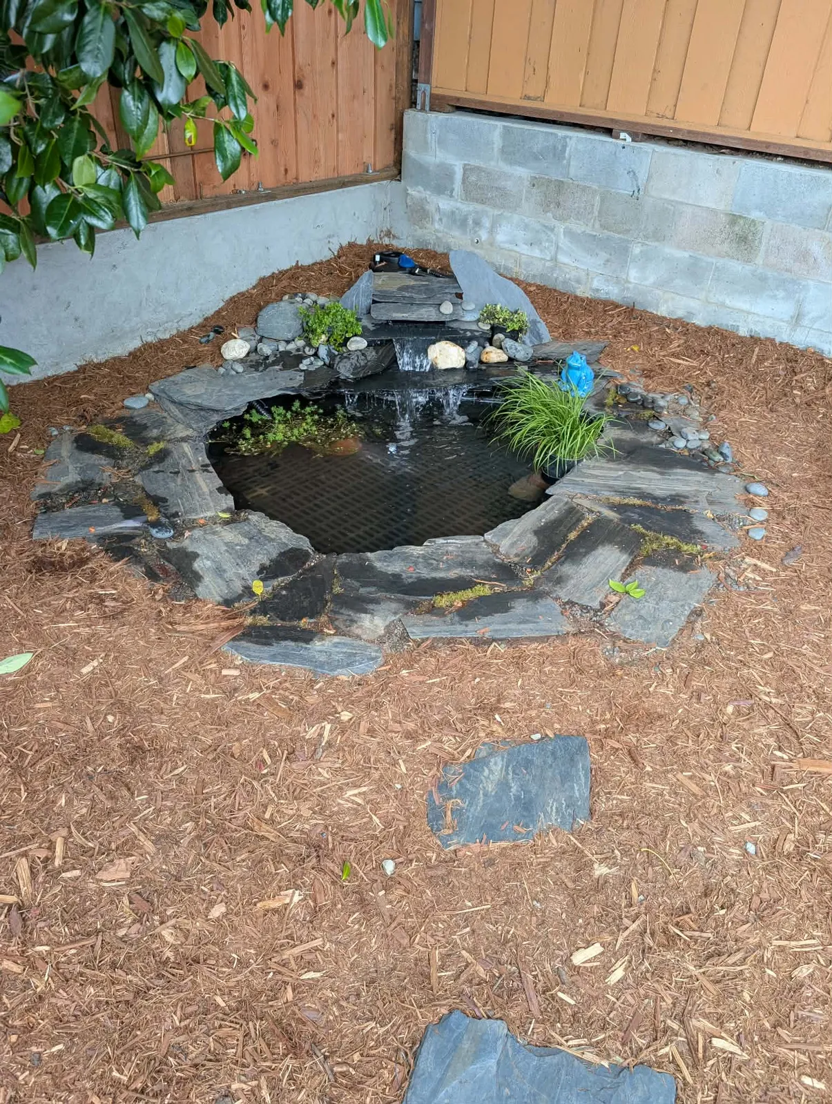 Sean’s backyard pond with slate edging, a running waterfall and plants around the water.