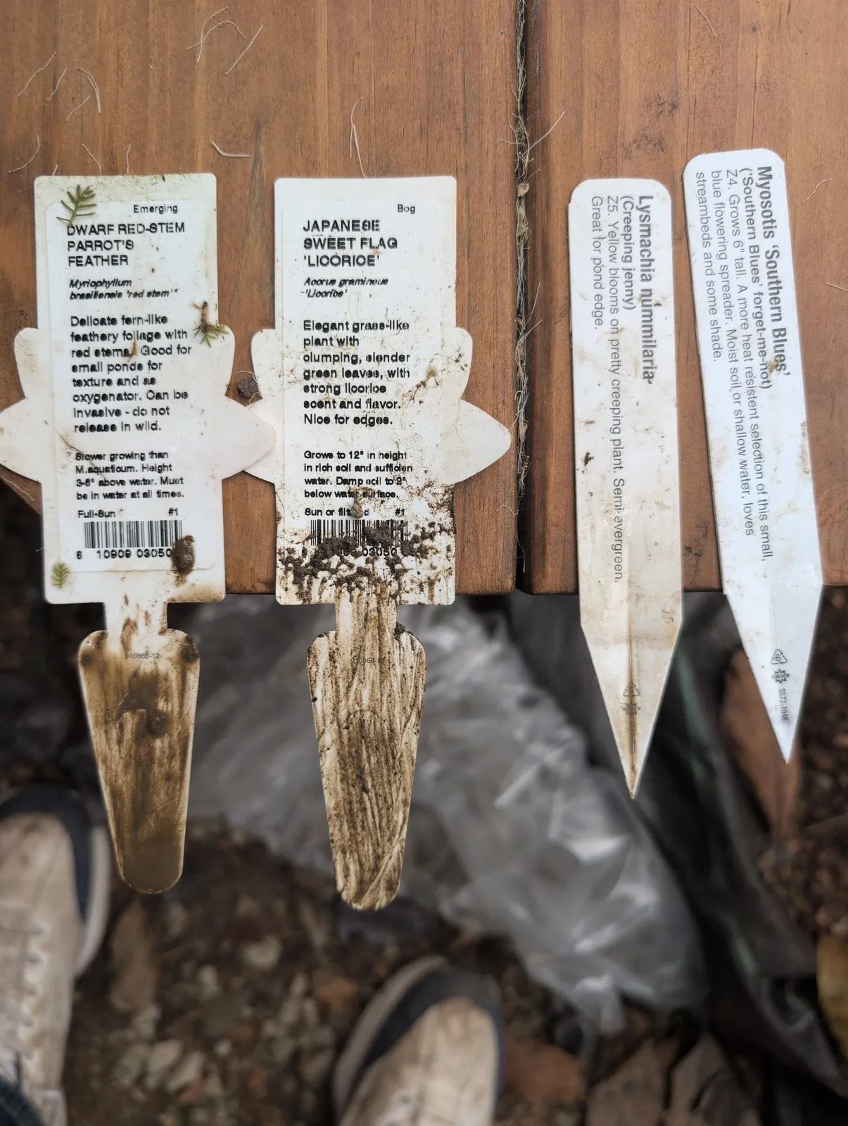 Four plant labels laid out on a wooden deck: dwarf red-stem parrot's feather, Japanese sweet flag Licorice, Lysimachia nummularia creeping Jenny, and Myosotis Southern Blues forget-me-not.